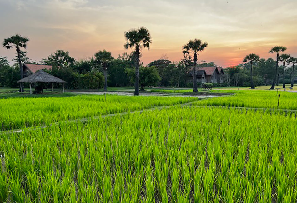 Winter Sun - Cambodia
